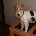 Fox Terrier high quality wallpapers