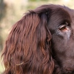 German Longhaired Pointer wallpapers