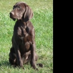 German Shorthaired Pointer pic