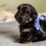Havanese high quality wallpapers