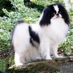 Japanese Chin images
