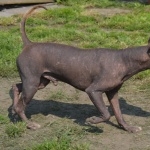 Mexican Hairless Dog full hd