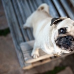 Pug high definition wallpapers