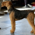 Airedale Terrier wallpapers hd