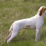 Ariege Pointer images