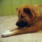 Central Asian Shepherd Dog image