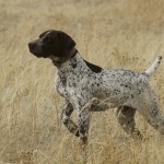 German Longhaired Pointer photos