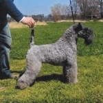 Kerry Blue Terrier new wallpapers
