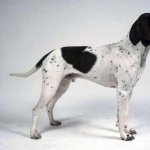 Old Danish Pointer high definition wallpapers