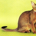 Abyssinian cat hd