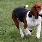 Black and Tan Virginia Foxhound wallpapers hd