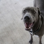 Blue Lacy high definition wallpapers