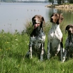 German Shorthaired Pointer hd pics