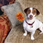 Jack Russell Terrier images