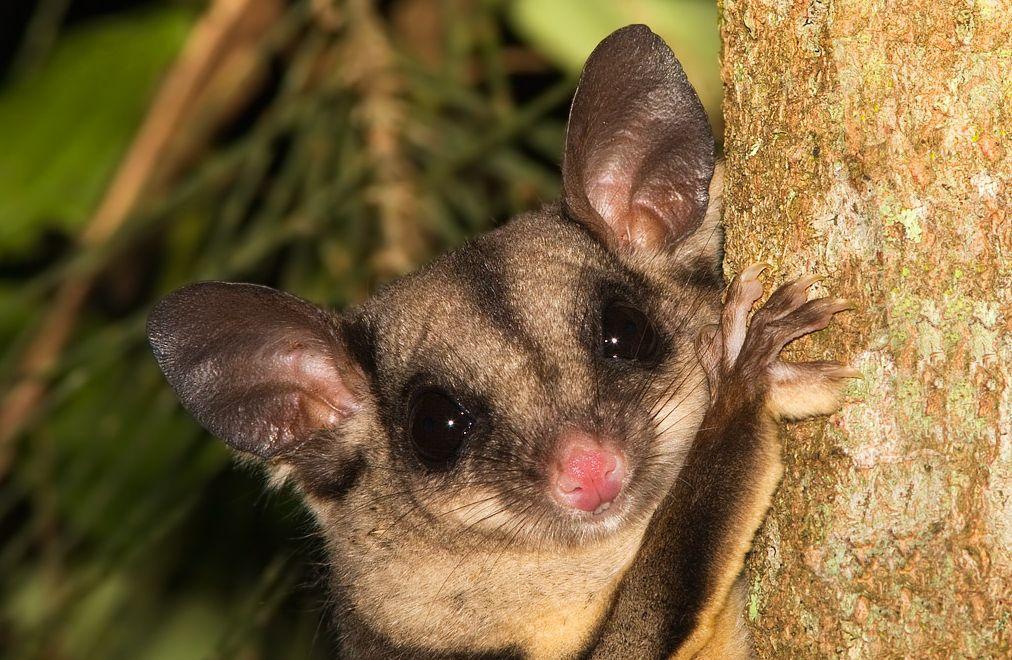 Sugar Glider Wallpapers HD Download