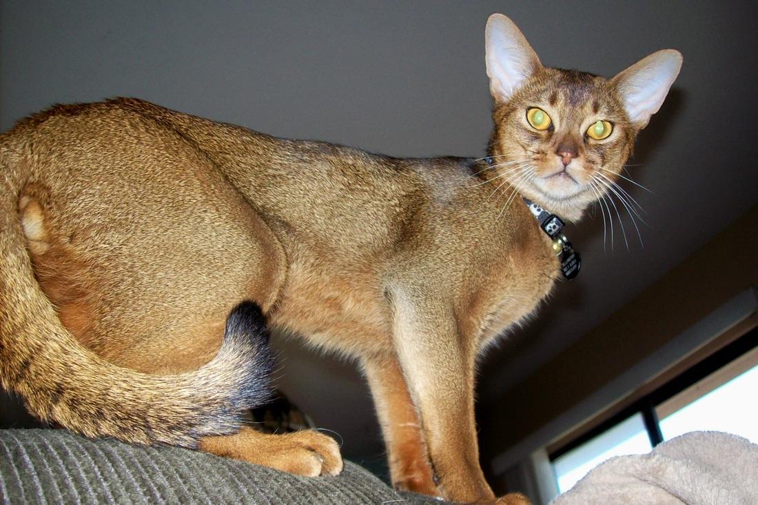 Абиссинская кошка сколько живут. Абиссинская кошка. Абиссинская кошка породы кошек. Абиссинская Сомали Ориентальная. Порода абиссинец.