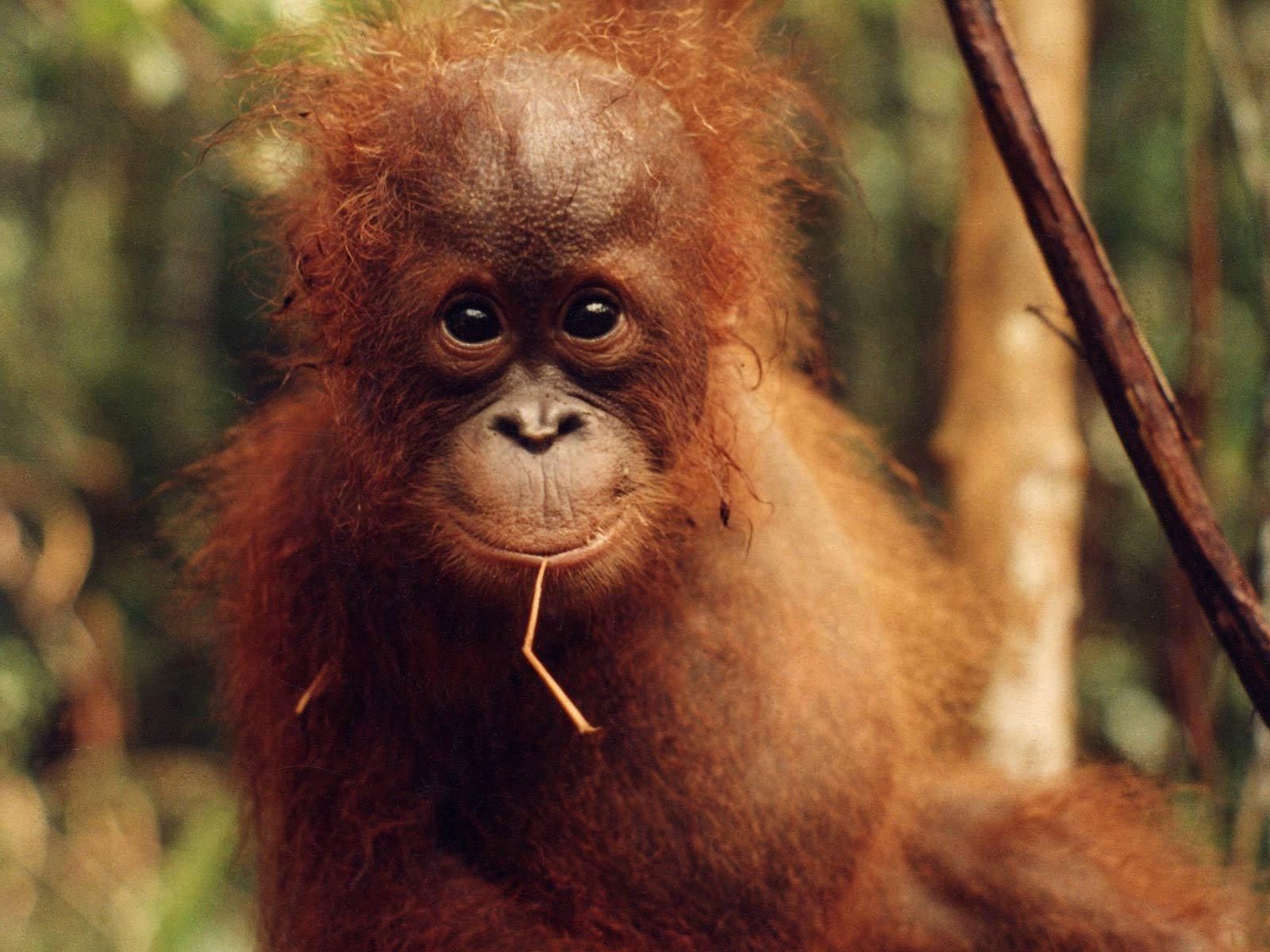 Orangutan Wallpapers HD Download