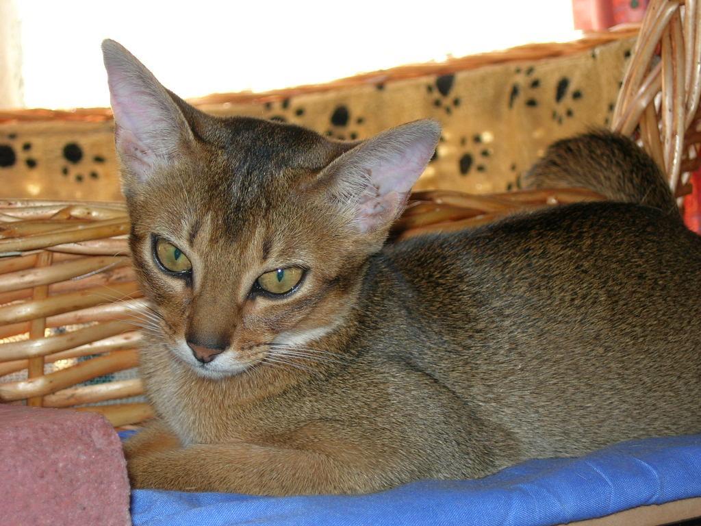 Abyssinian wallpapers HD