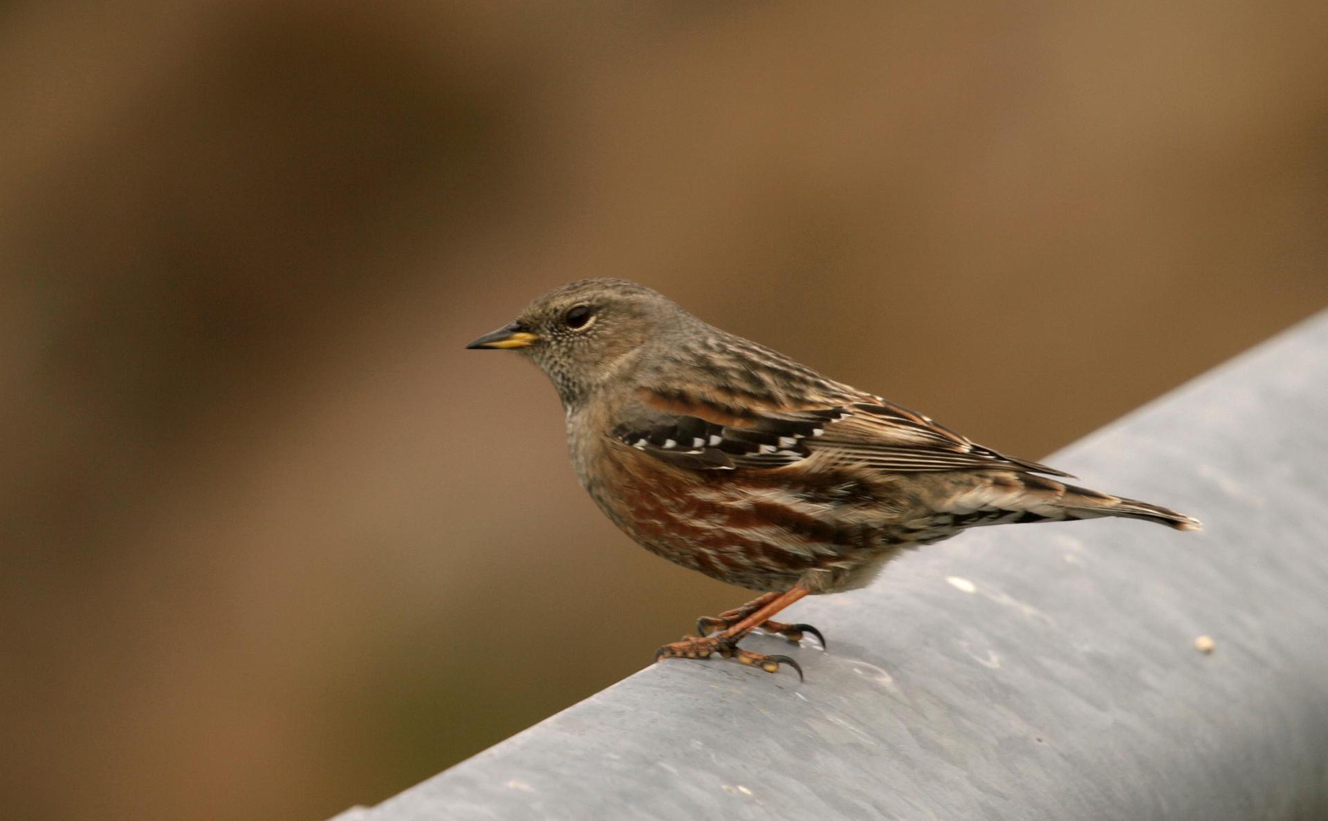Accentor wallpapers HD