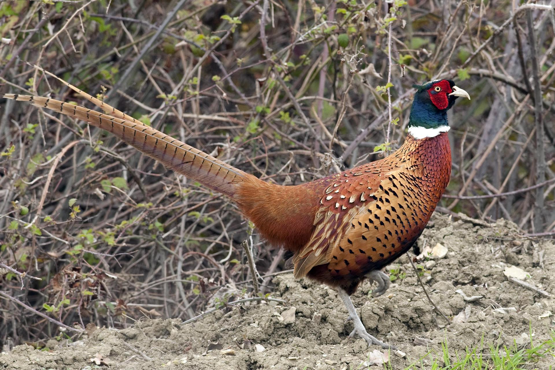 Aceh Pheasant wallpapers HD