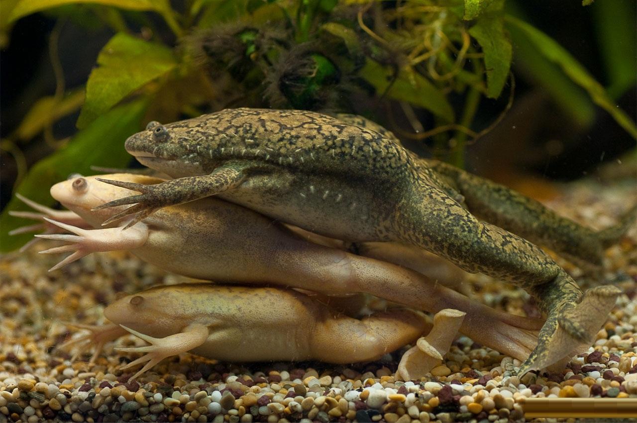 African Clawed Frog wallpapers HD