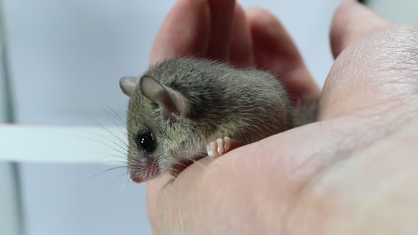 African Pygmy Dormouse wallpapers HD