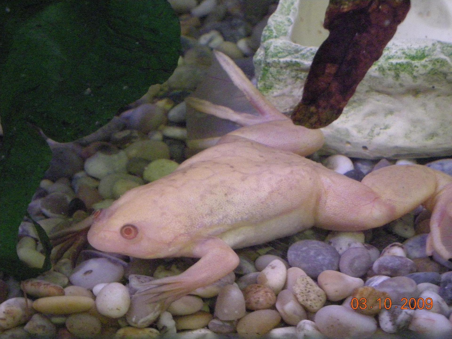 Albino African Clawed Frog wallpapers HD