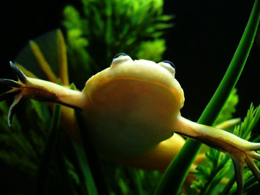 Albino Aquatic Frog wallpapers HD