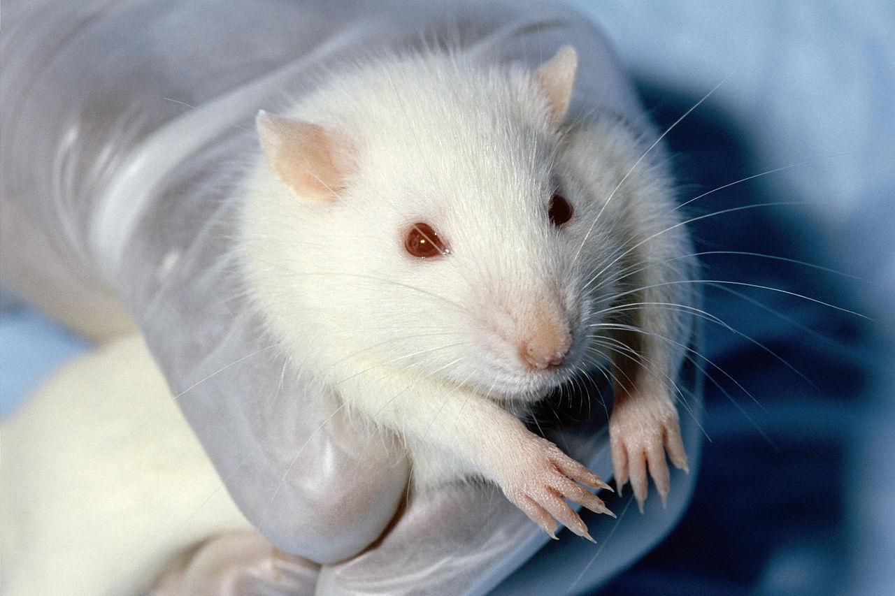 Albino Mouse wallpapers HD