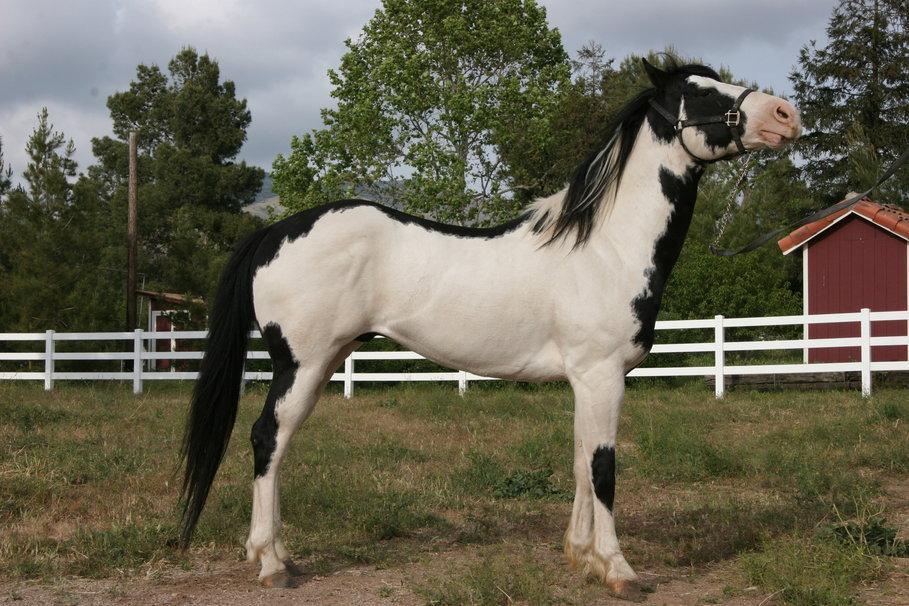 American Paint Horse wallpapers HD