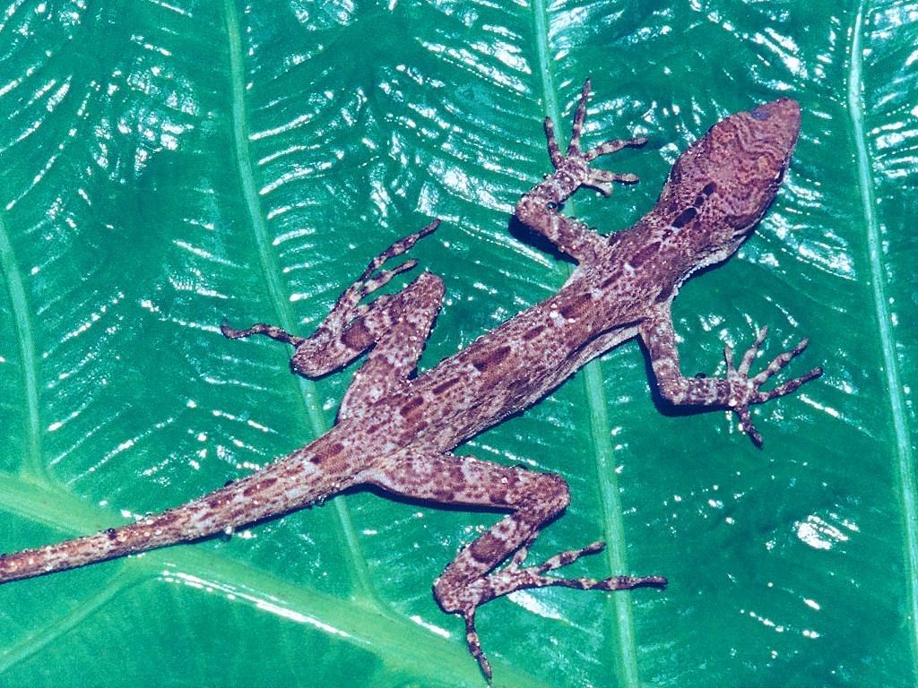 Anole wallpapers HD
