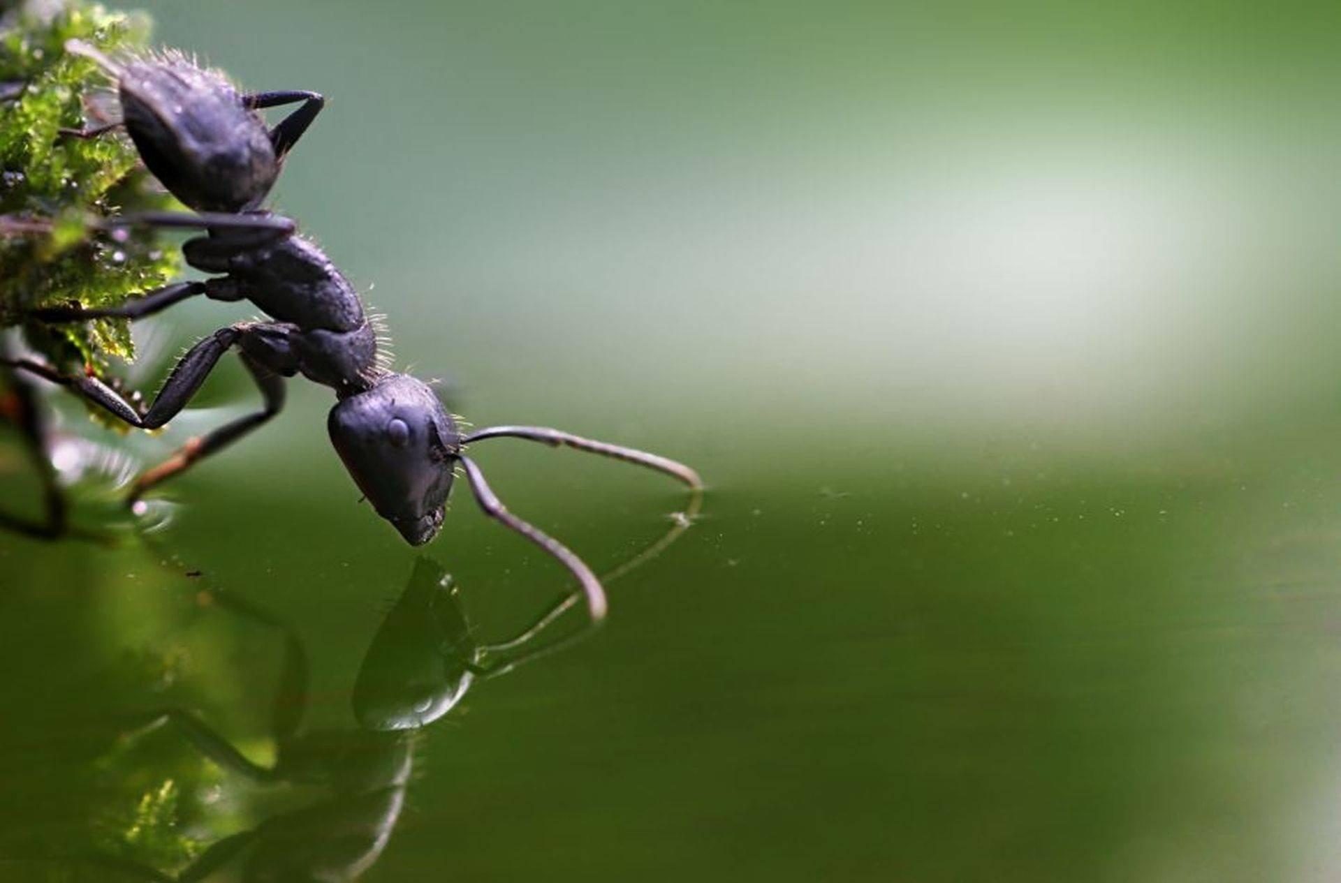 Ants wallpapers HD