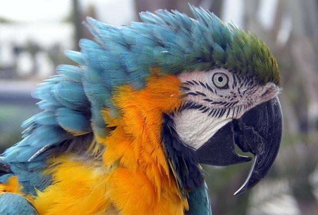 Blue-and-yellow Macaw wallpapers HD