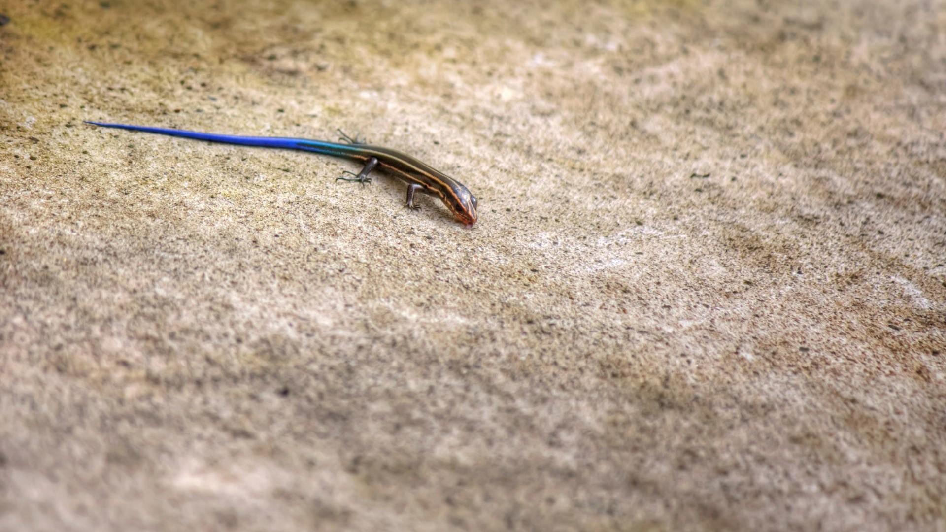 Blue Tailed Skink wallpapers HD