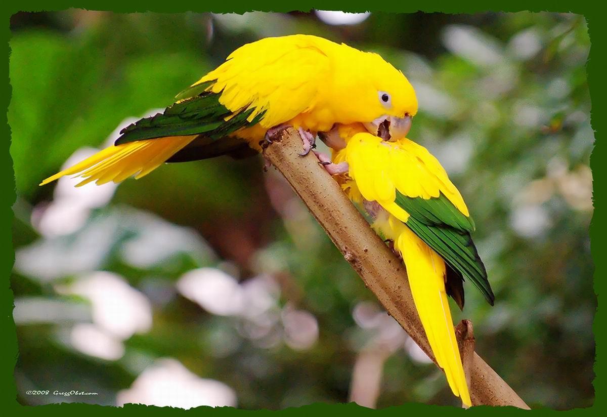 Conure Wallpapers HD Download
