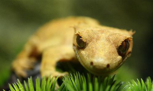 Crested Gecko wallpapers HD