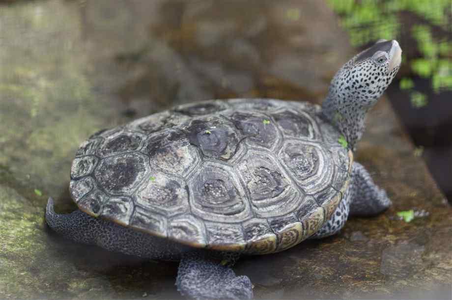 Diamondback Terrapin wallpapers HD