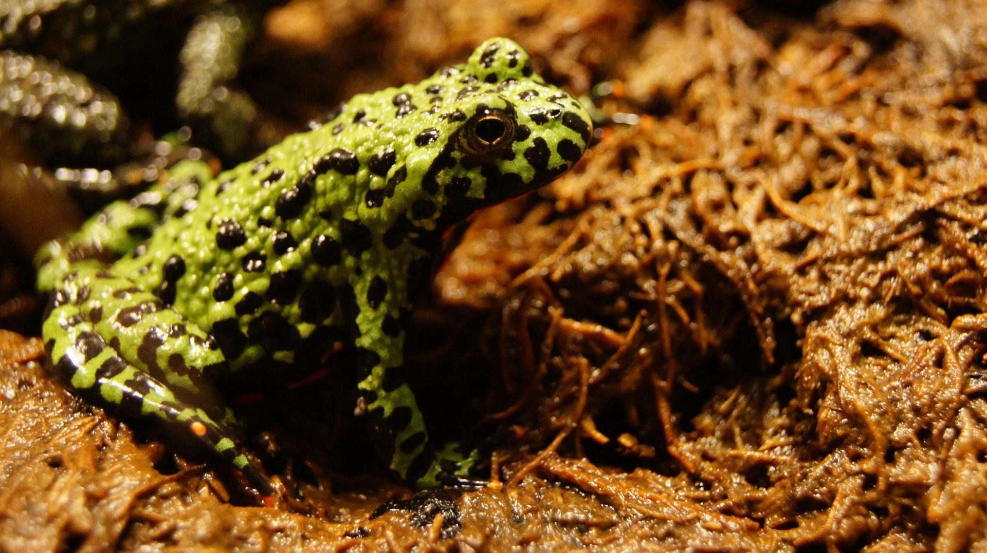 Fire Bellied Toad wallpapers HD