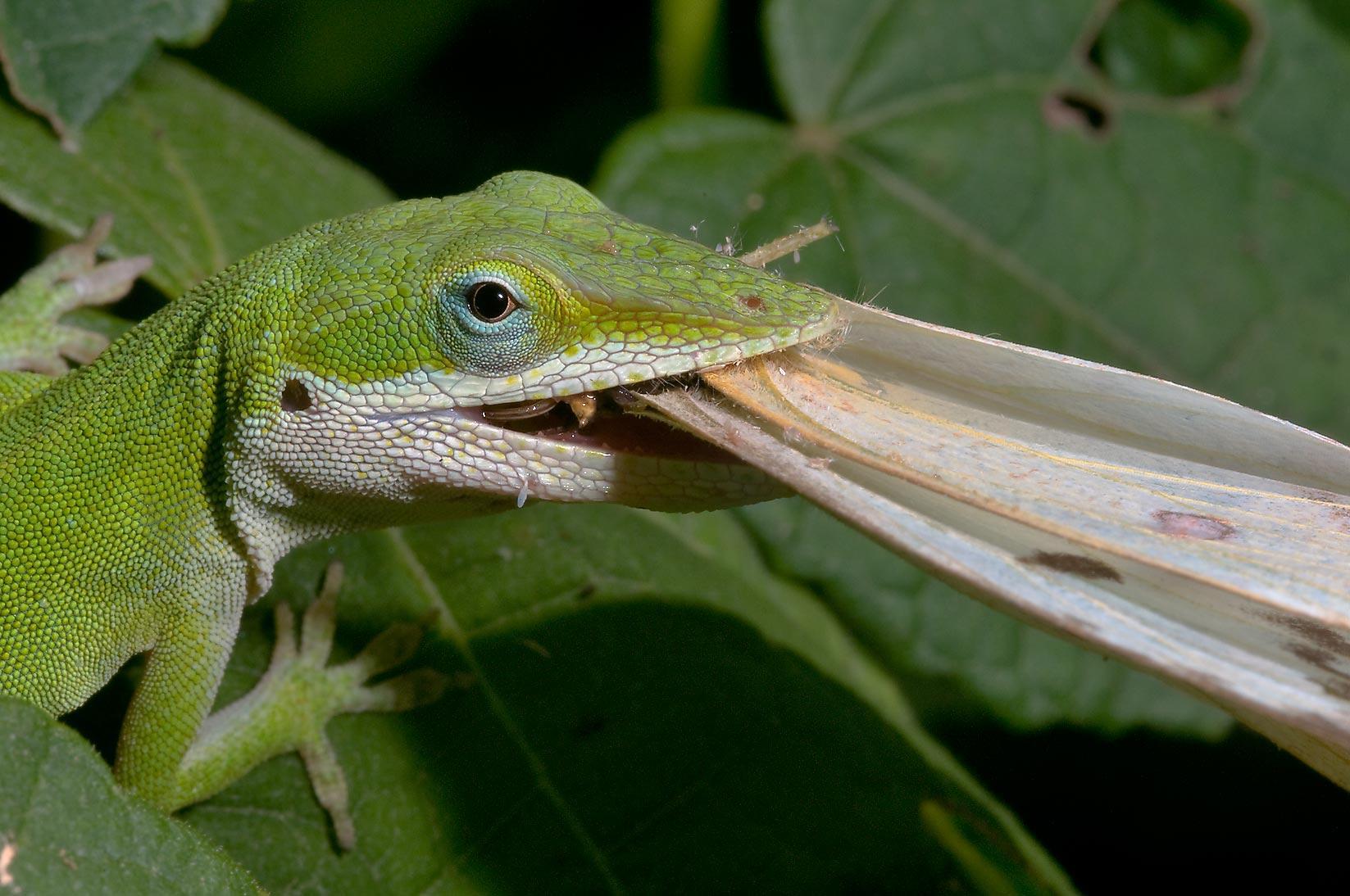 Green Anole wallpapers HD