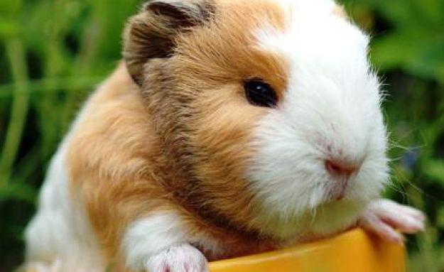 Guinea Pig wallpapers HD