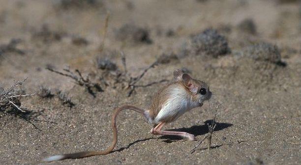 Lesser Jerboa wallpapers HD