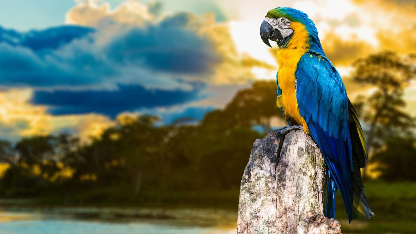 Macaw wallpapers HD