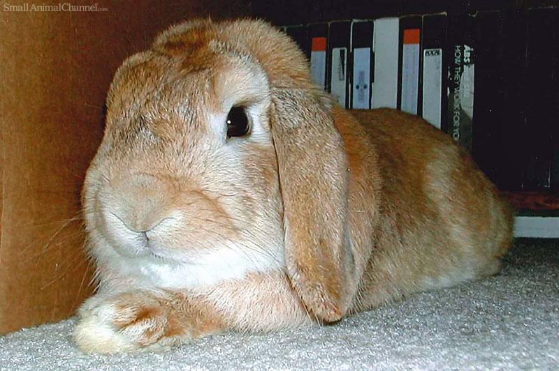 Mini Holland Lop (rabbit) wallpapers HD