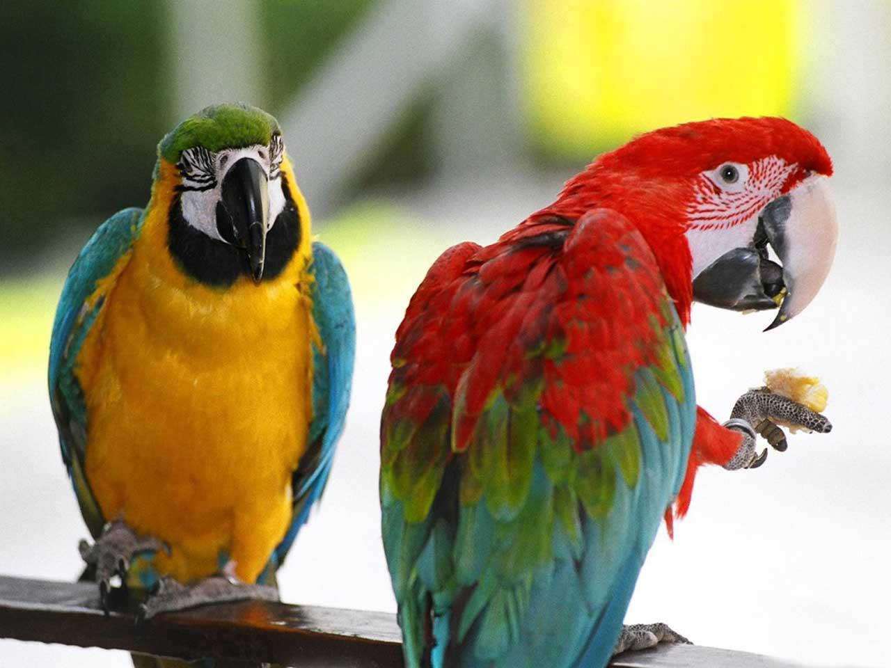 Parrot wallpapers HD
