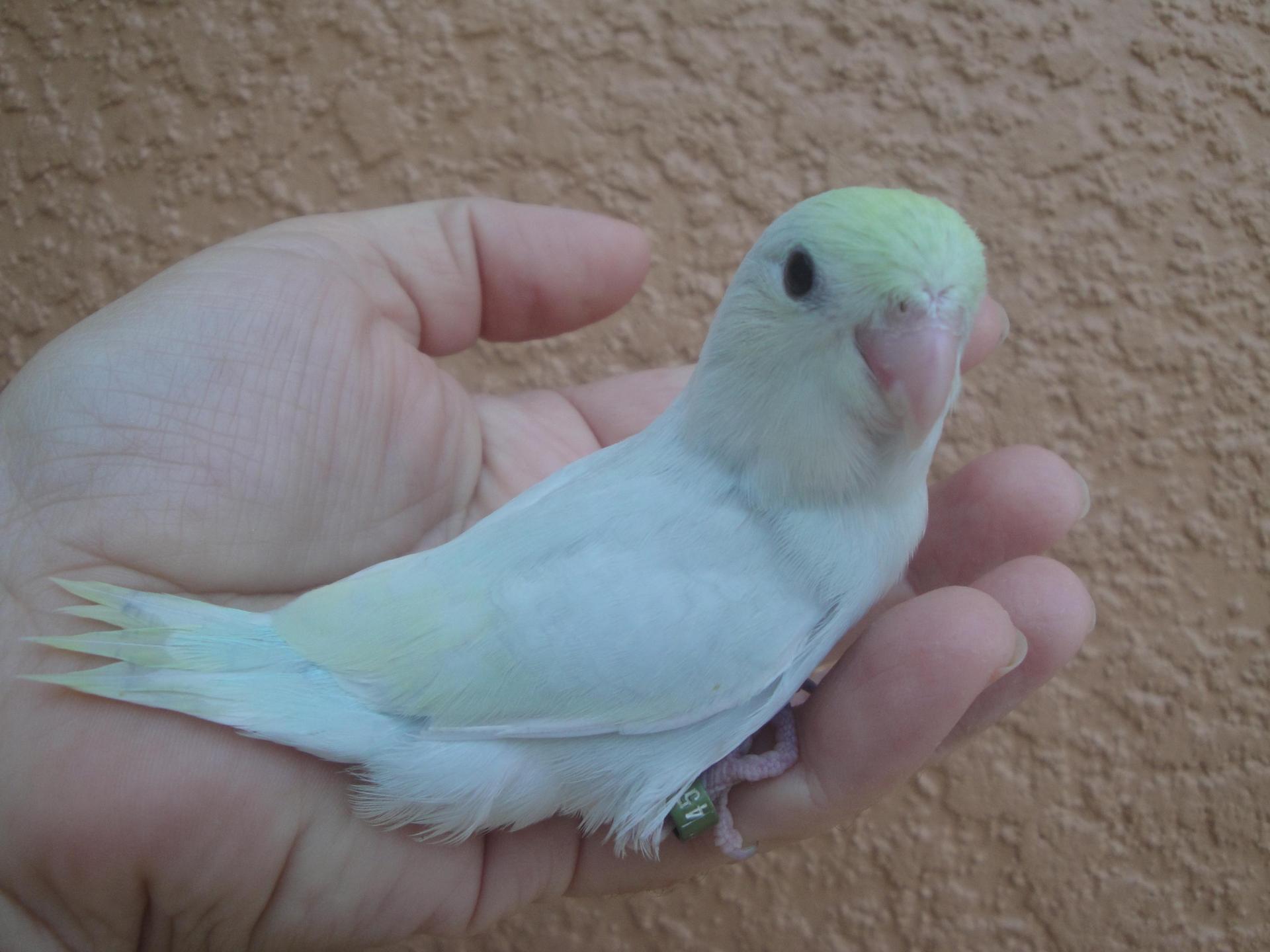Parrotlet wallpapers HD