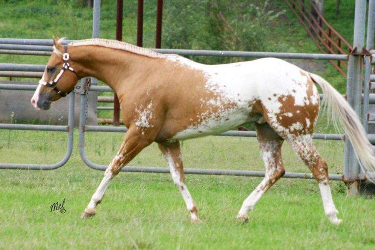 Quarter Horse X Appaloosa wallpapers HD