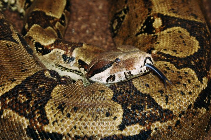 Red Tail Boa wallpapers HD