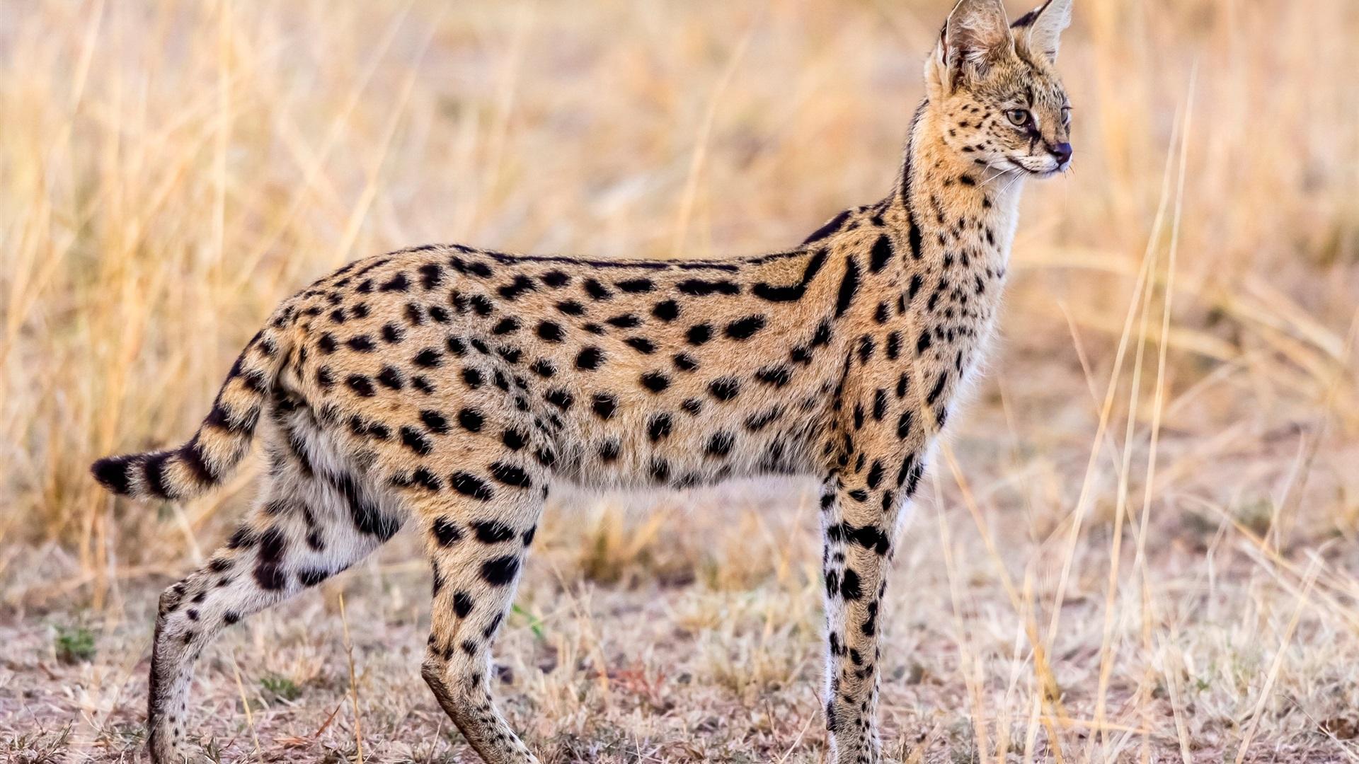 Serval wallpapers HD