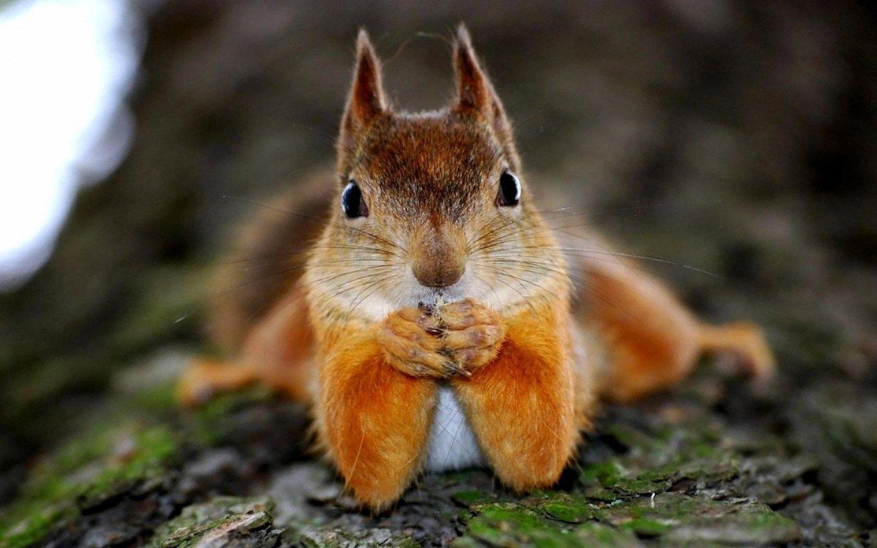 Squirrel wallpapers HD