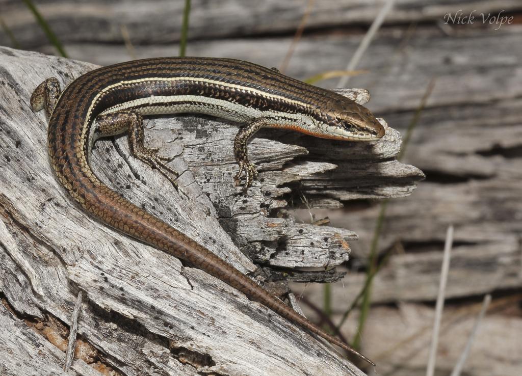 Three Lined Skink wallpapers HD